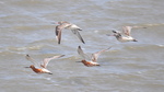 Bar-tailed Godwits under sea