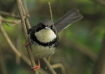 Bar-throated Apalis on the tree