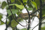 Bare-eyed White-eye on the branch