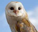 Barn Owl face