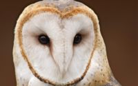 Barn Owl Wallpaper