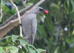 Barred Cuckoo-shrike on the branch