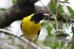 Beautiful Abyssinian Oriole