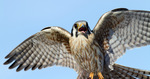 Beautiful American Kestrel