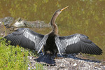 Beautiful Anhinga