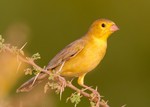 Beautiful Arabian Golden Sparrow