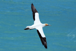 Beautiful Australasian Gannet