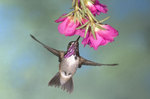 Bee Hummingbird and flower