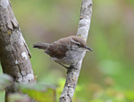 Bewick's Wren on the branch