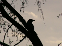 Birds Photos