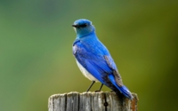 Bluebird Wallpaper