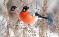 Bullfinches Wallpaper