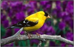 Charming American Goldfinch