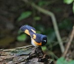 Charming American Redstart