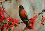 Charming American Robin