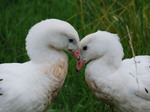Charming Andean Gooses