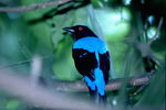 Charming Asian Fairy Bluebird