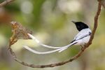 Charming Asian Paradise-flycatcher