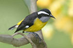 Charming Bananaquit