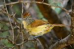 Charming Barred Antshrike