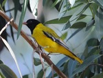 Cute Abyssinian Oriole