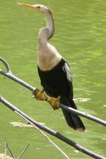 Cute Anhinga