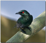 Cute Asian Glossy Starling