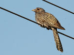 Cute Asian Koel