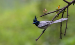 Cute Asian Paradise-flycatcher