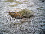 Cute Baillon's Crake