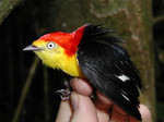 Cute Band-tailed Manakin