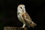 Cute Barn Owl