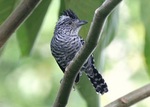 Cute Barred Antshrike