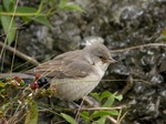 Cute Barred Warbler