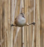 Cute Bearded Reedling