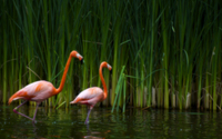 Flamingos-reed Wallpaper