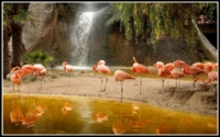 Flamingos-yellowriver Wallpaper