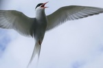 Flapping wing Antarctic Tern