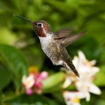 Flower Anna's Hummingbird
