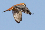 Flying American Kestrel