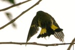 Flying American Redstart