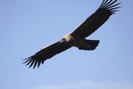 Flying Andean Condor