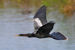 Flying Anhinga