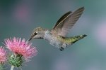 Flying Anna's Hummingbird