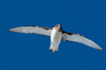 Flying Antarctic Petrel