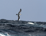 Flying Antarctic Prion