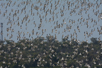 Flying Banded Stilts