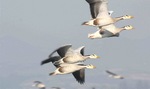 Flying Bar-headed Goose