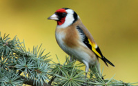 Goldfinch Tree Wallpaper