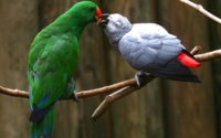 Graygreen Parrots Wallpaper